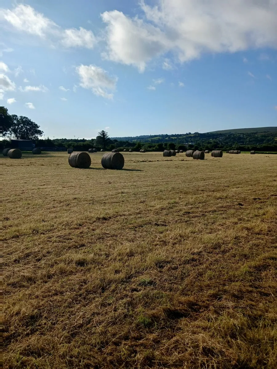 Bedding and feed - Image 1