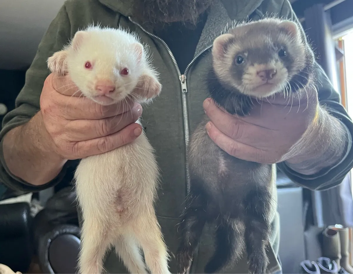 Ferrets - Image 1