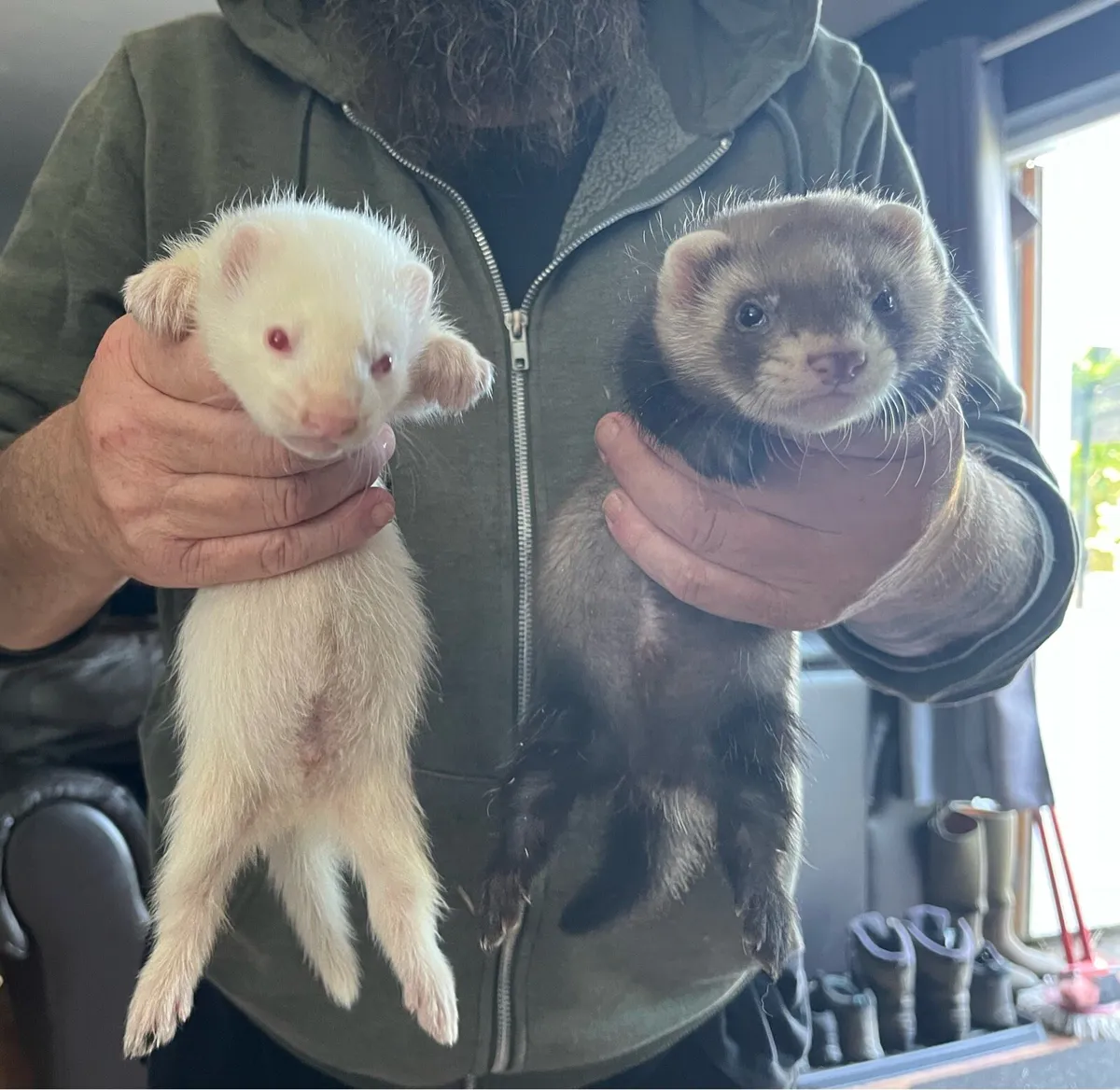 Ferrets - Image 2