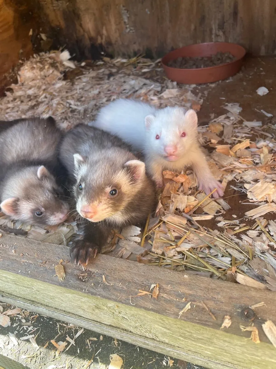 Ferrets - Image 3