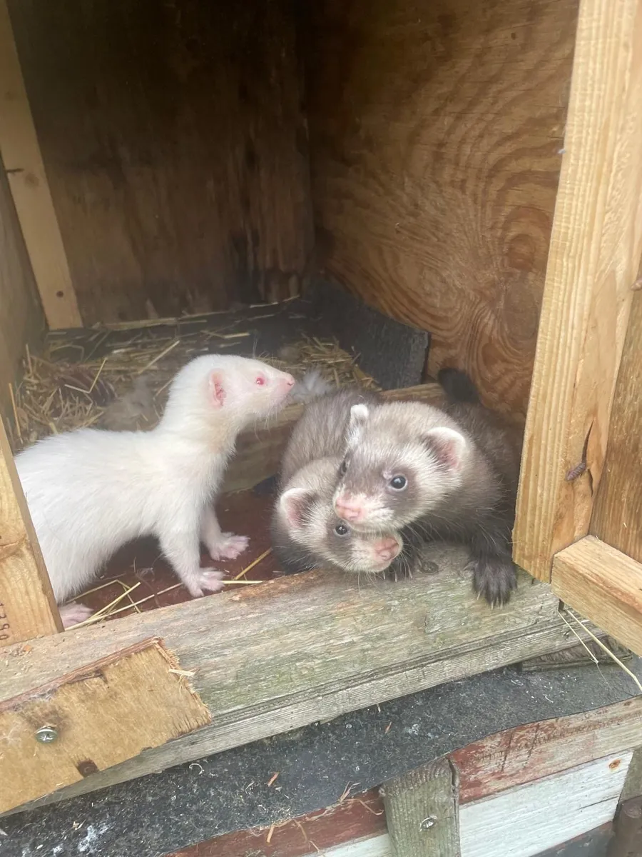 Ferrets - Image 4