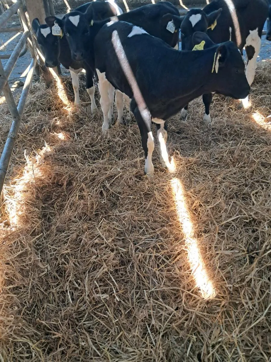 Fr heifer calves - Image 2