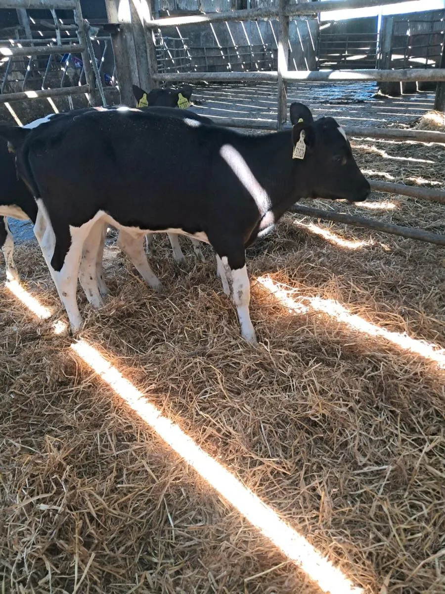 Fr heifer calves - Image 3