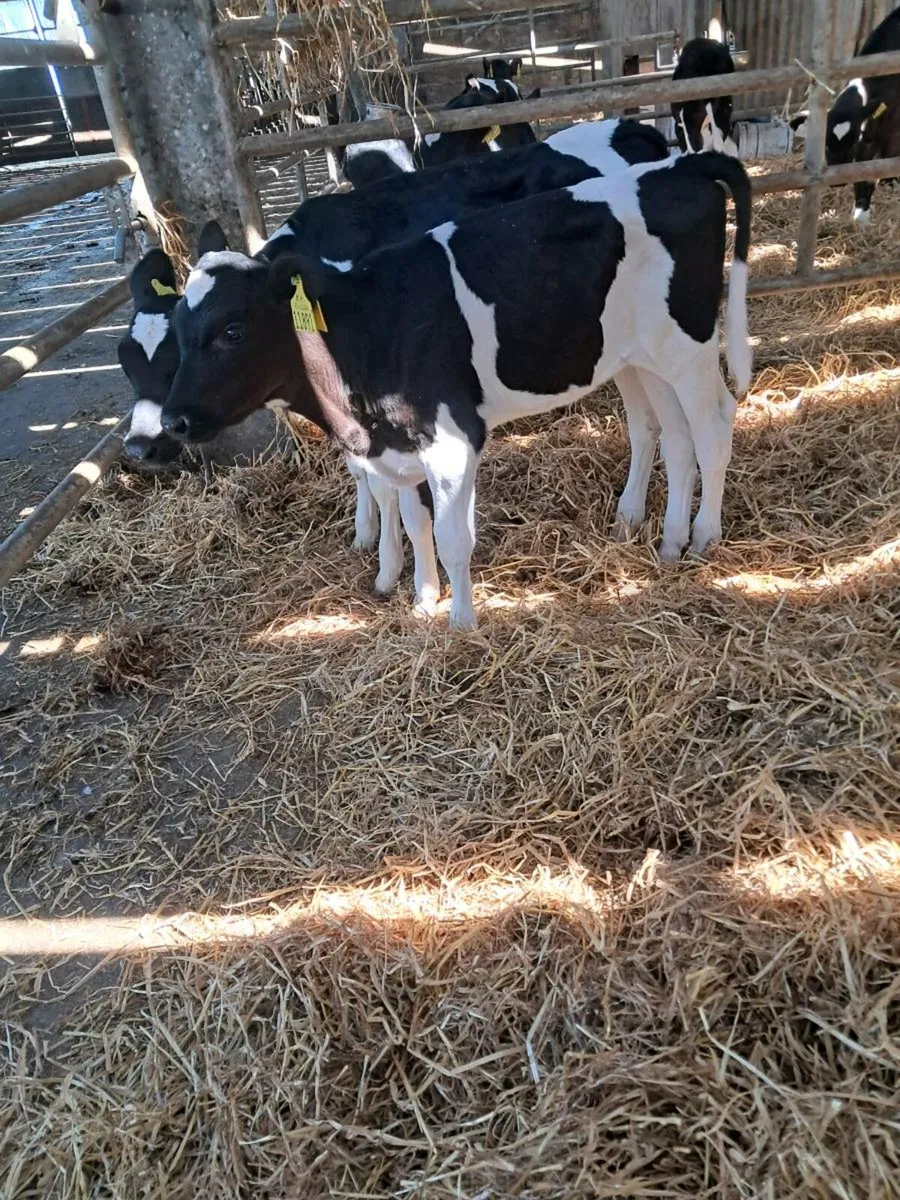Fr heifer calves - Image 1