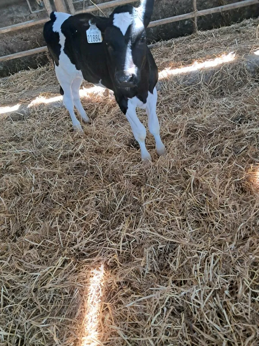 Fr heifer calves - Image 4