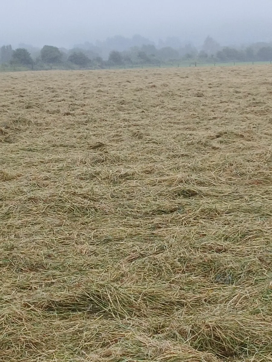 Bedding and feed - Image 4