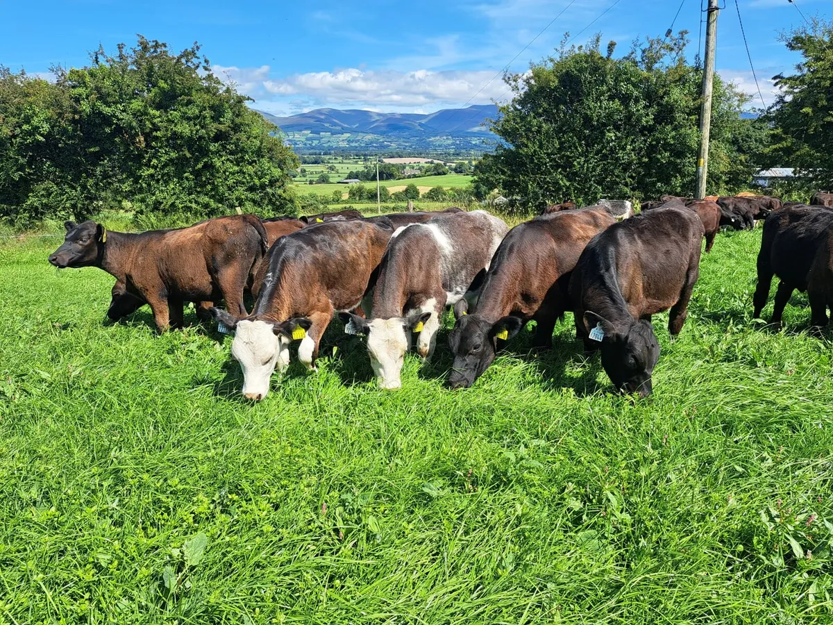 Calf & Runners Cork Marts Corrin Tuesday 11.30 - Image 2