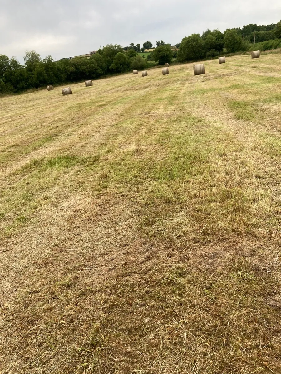 Round Bales of Hay