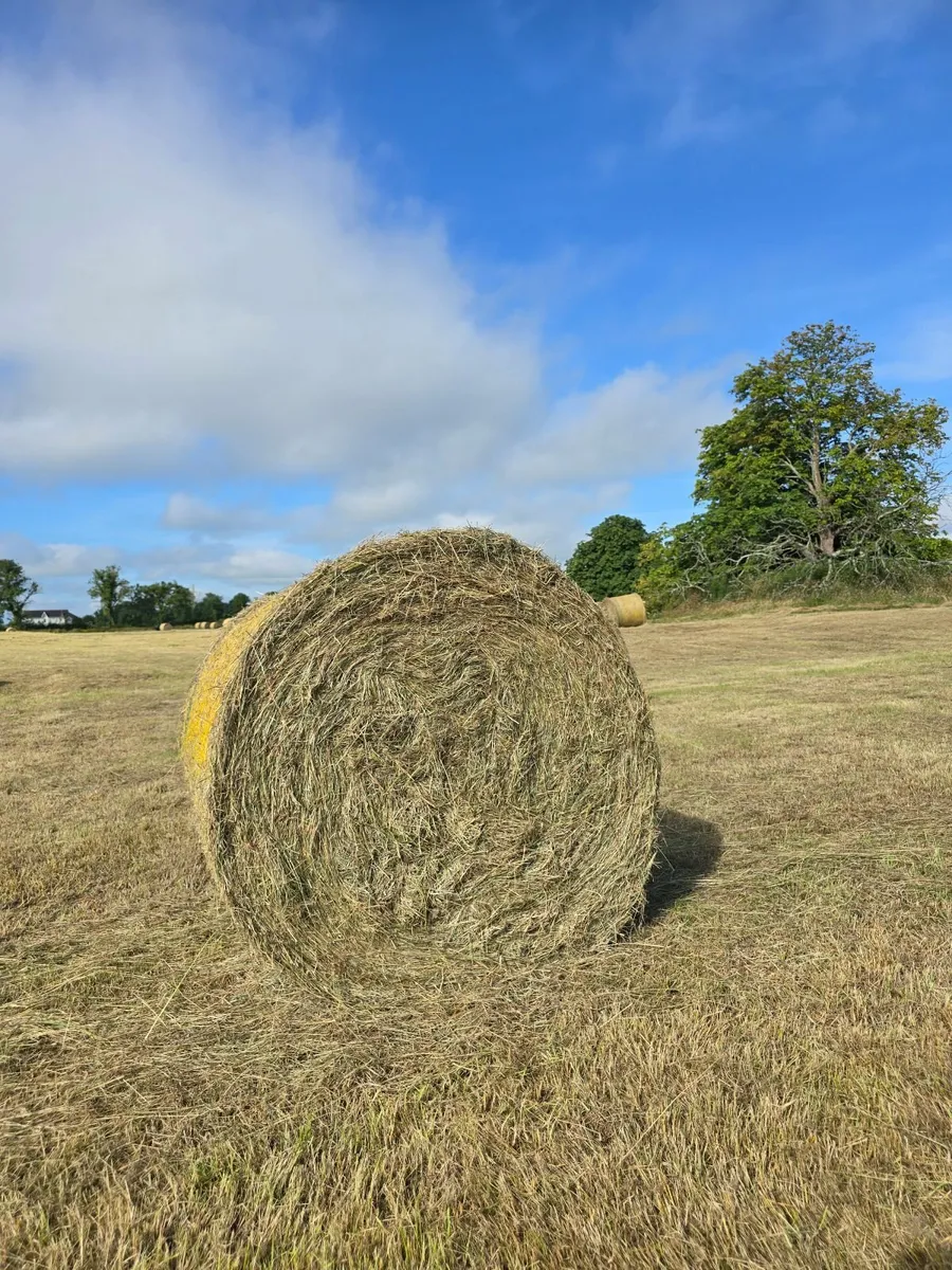 TOP QUALITY HAY - Image 1