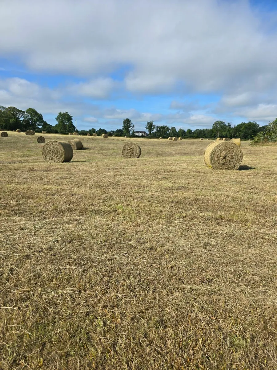 TOP QUALITY HAY - Image 2