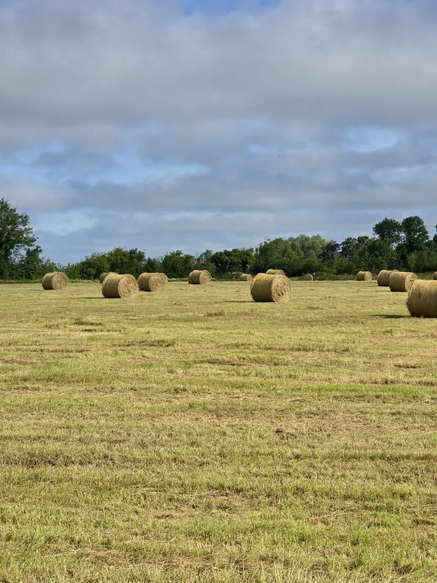 TOP QUALITY HAY - Image 3