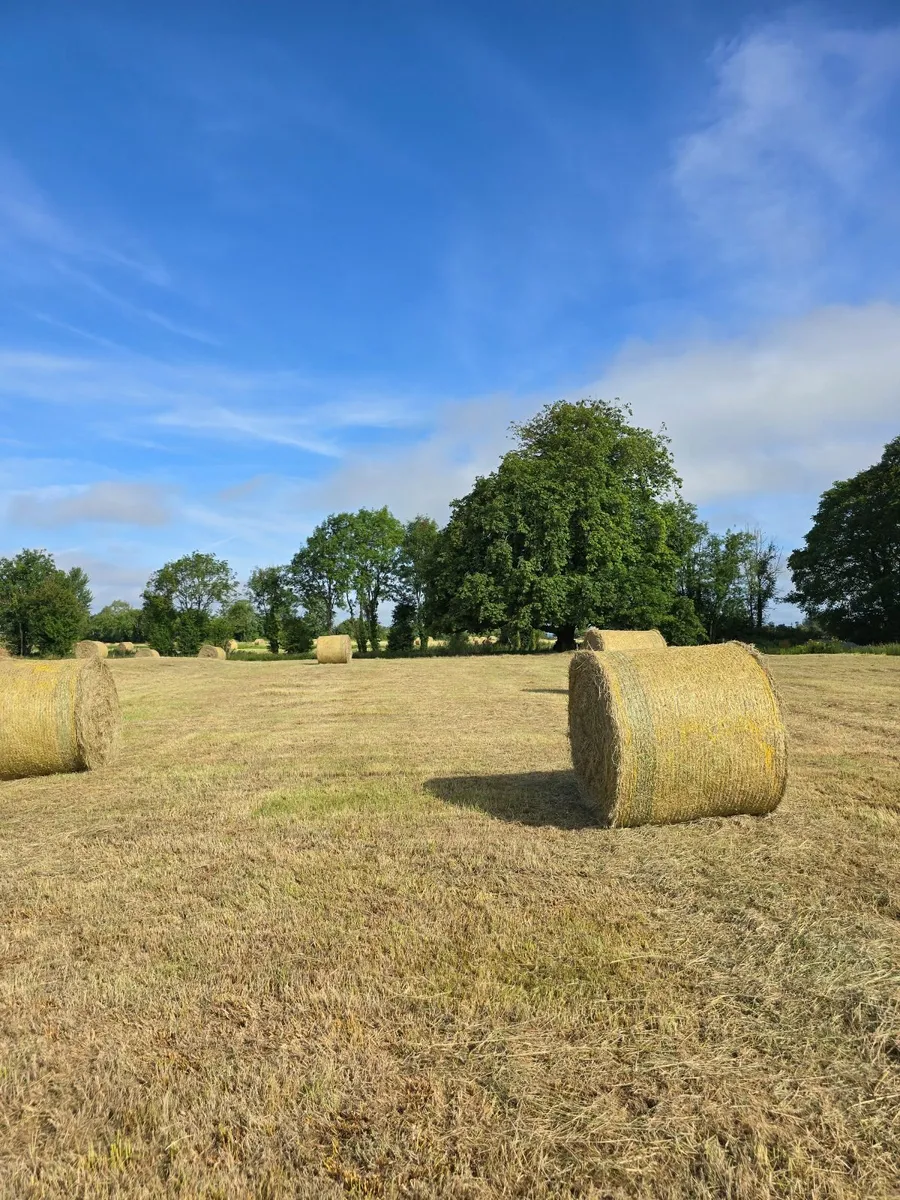 TOP QUALITY HAY - Image 4