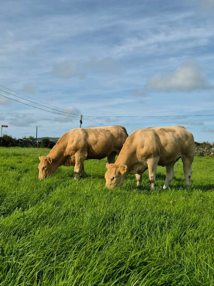 ⭐️ AI CHX HEIFERS⭐️ (Tuam Mart 14th) - Image 2