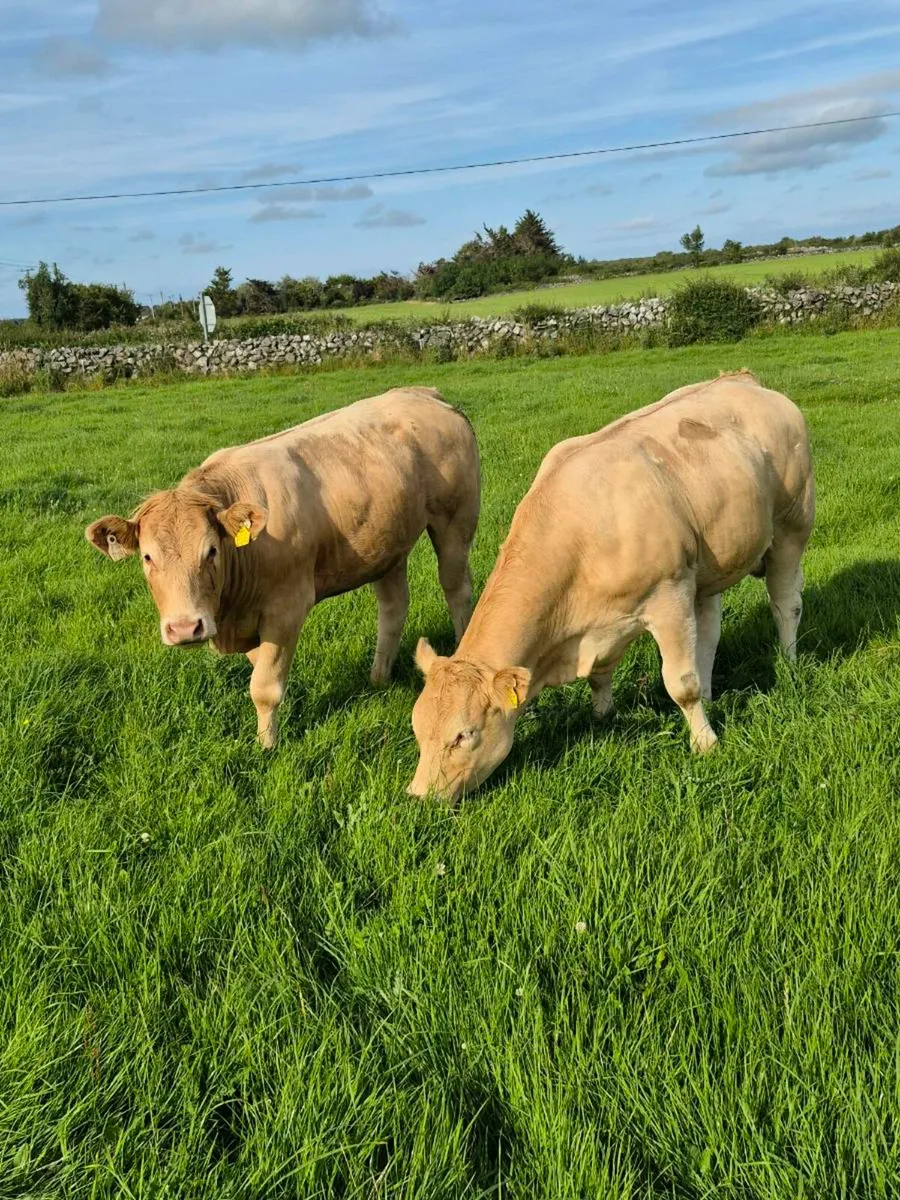 ⭐️ AI CHX HEIFERS⭐️ (Tuam Mart 14th) - Image 1