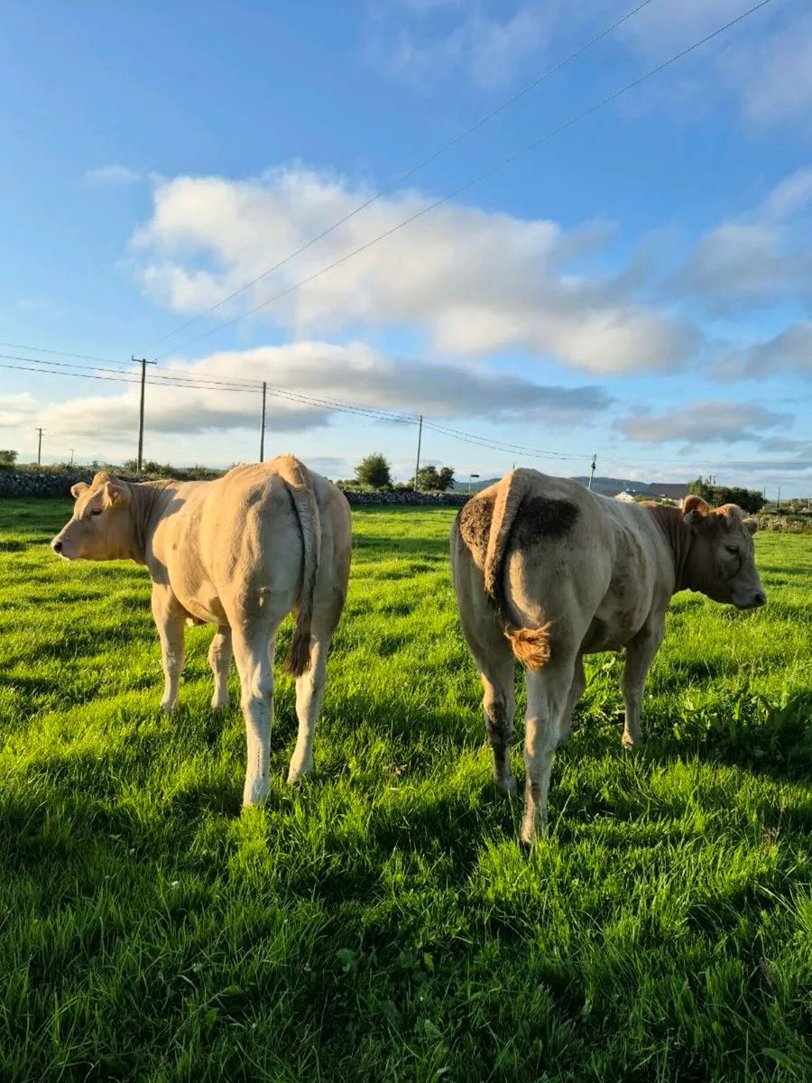 ⭐️ AI CHX HEIFERS⭐️ (Tuam Mart 14th) - Image 3