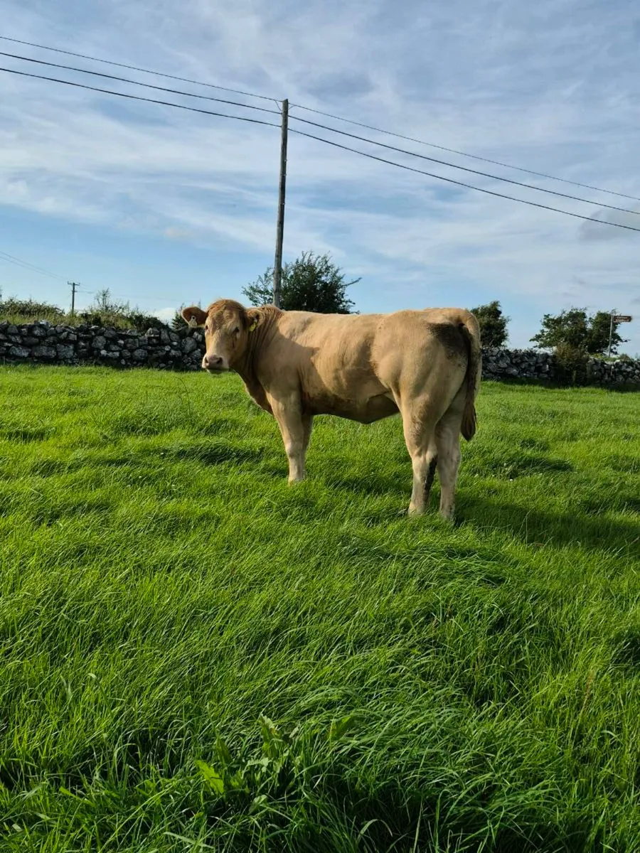 ⭐️ AI CHX HEIFERS⭐️ (Tuam Mart 14th) - Image 4