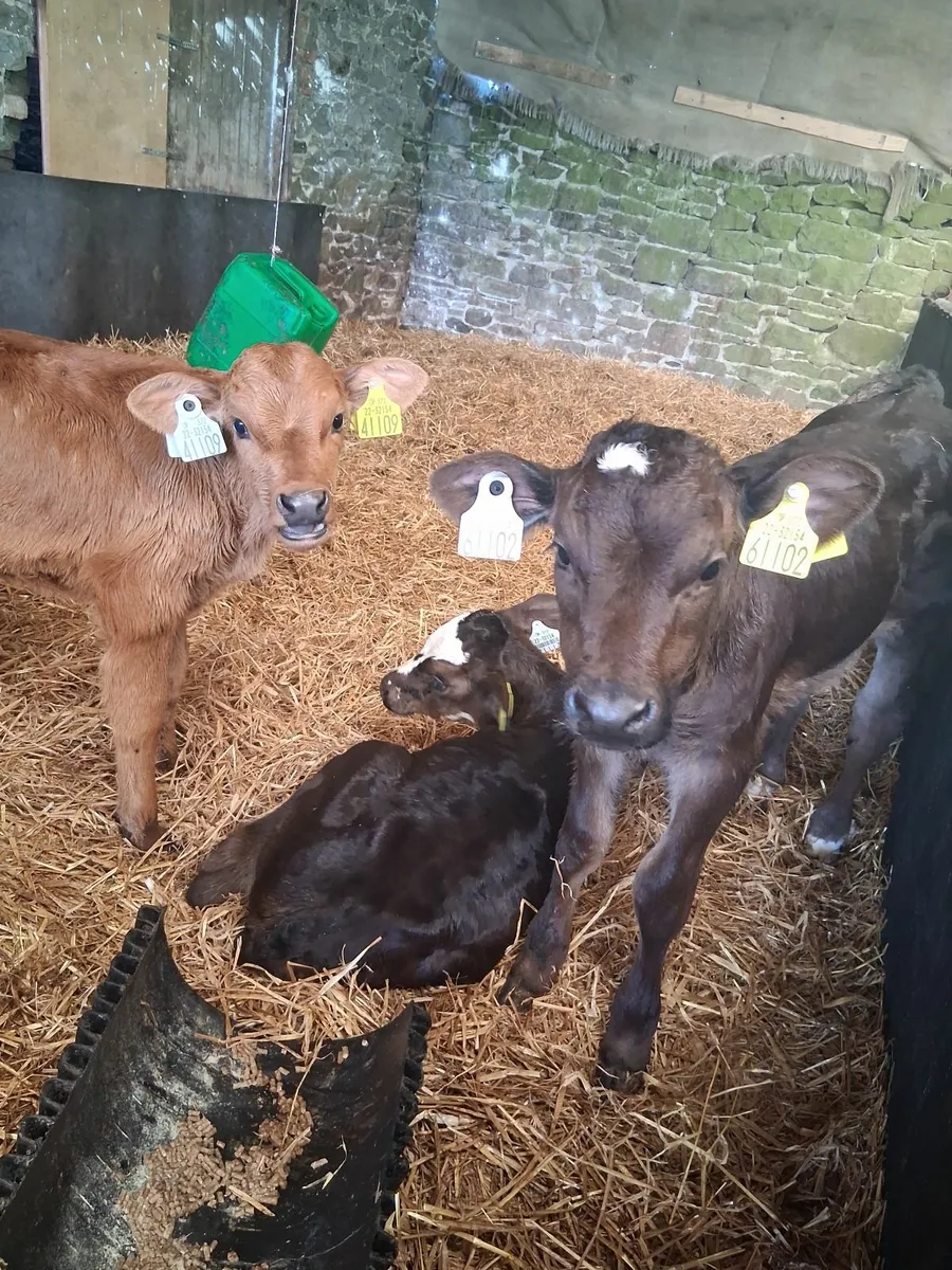 Continental Calves - Image 1