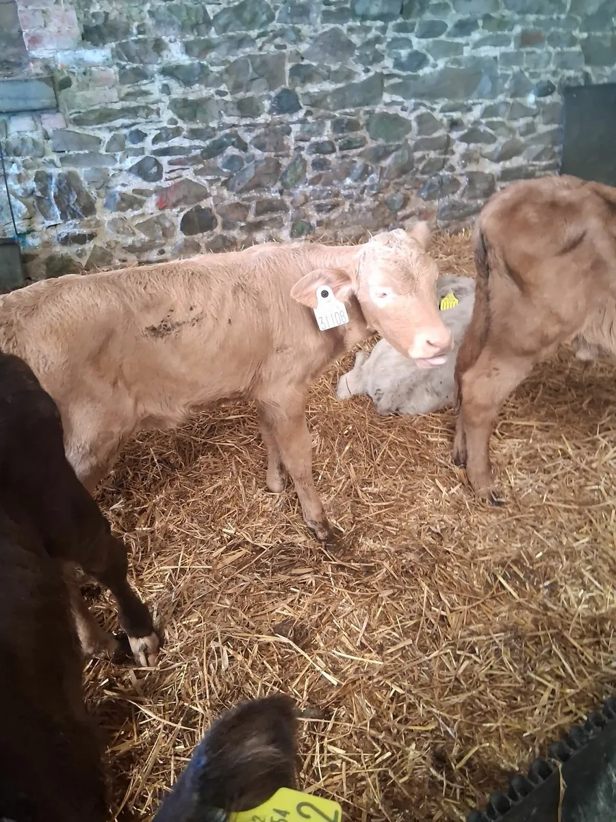 Continental Calves - Image 2
