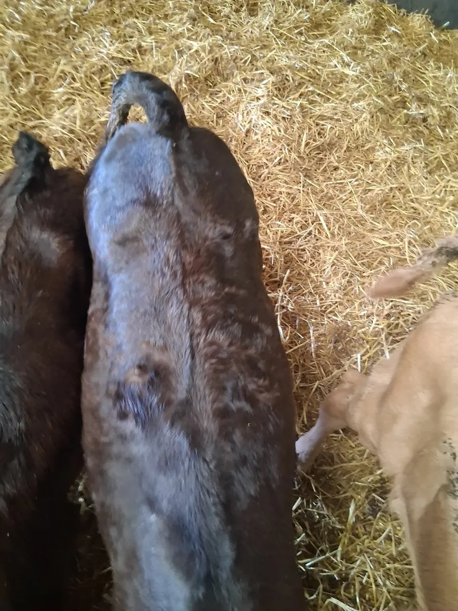 Continental Calves - Image 4