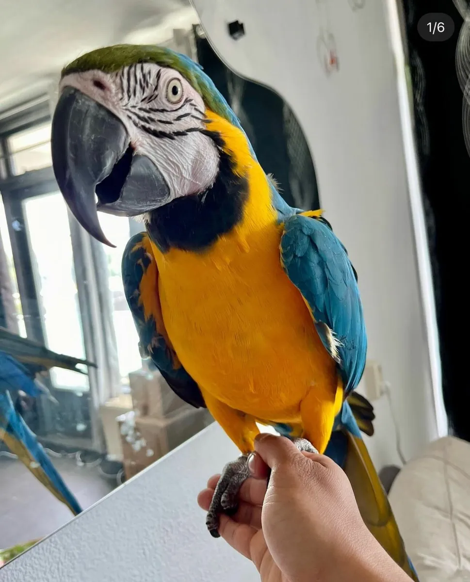 Vibrant Hand Tamed Macaw/Grey Parrots for Sale - Image 1