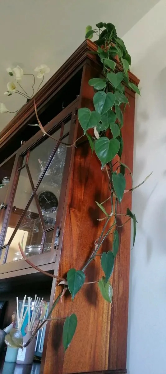 Philodendron Plant - Image 4