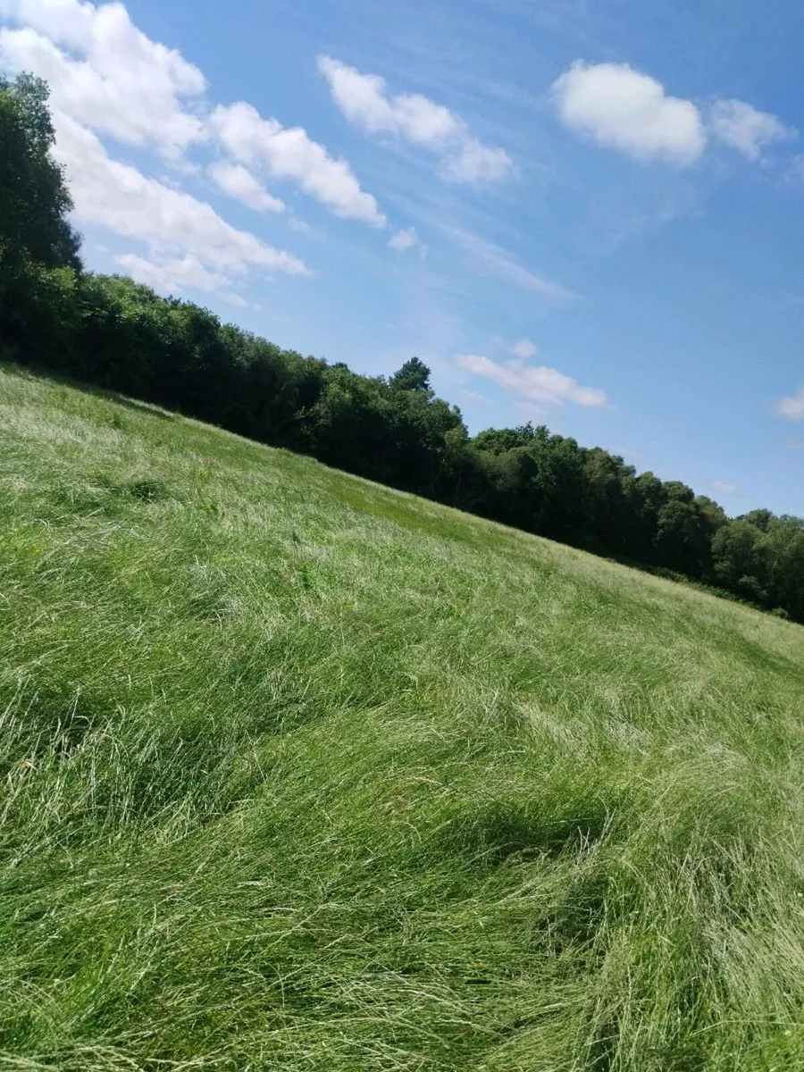 Square bales of hay 1st crop from reseeded ground - Image 1