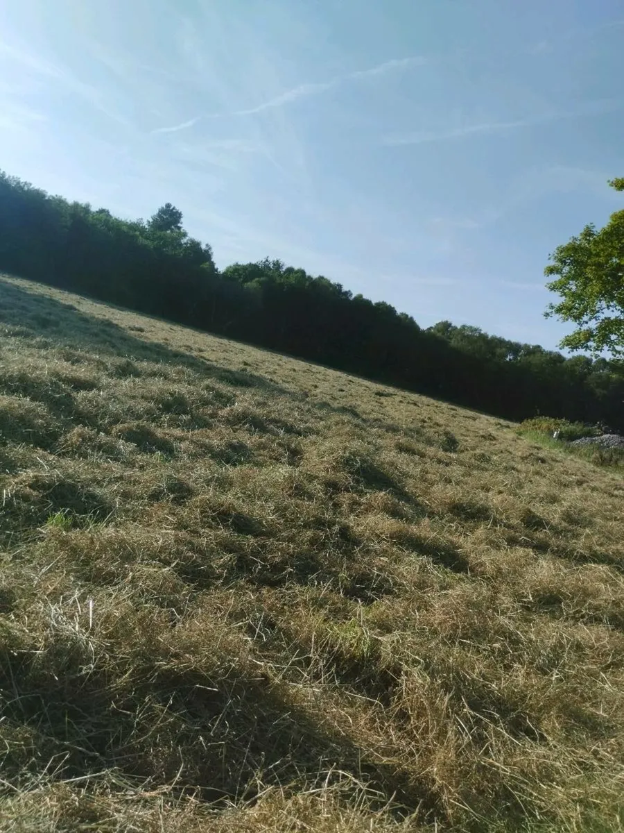 Square bales of hay 1st crop from reseeded ground - Image 2