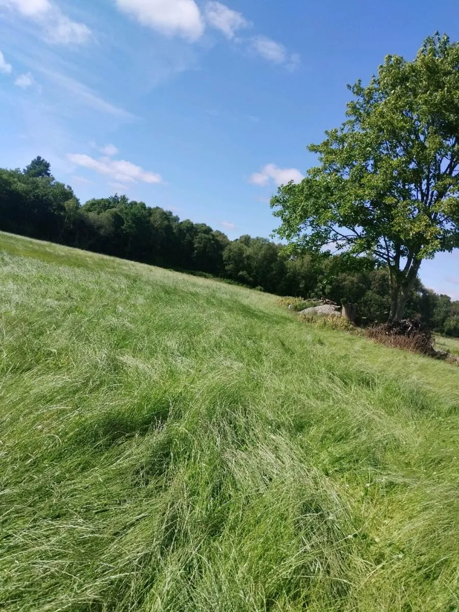 Square bales of hay 1st crop from reseeded ground - Image 3
