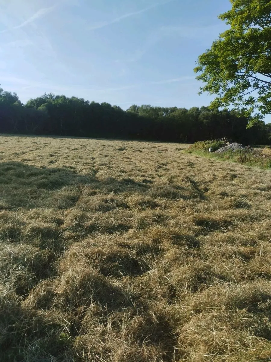 Square bales of hay 1st crop from reseeded ground - Image 4