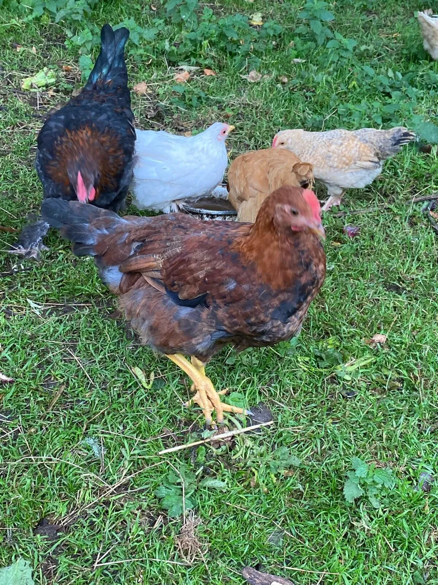 Ducks ,hens ,guineas, - Image 1