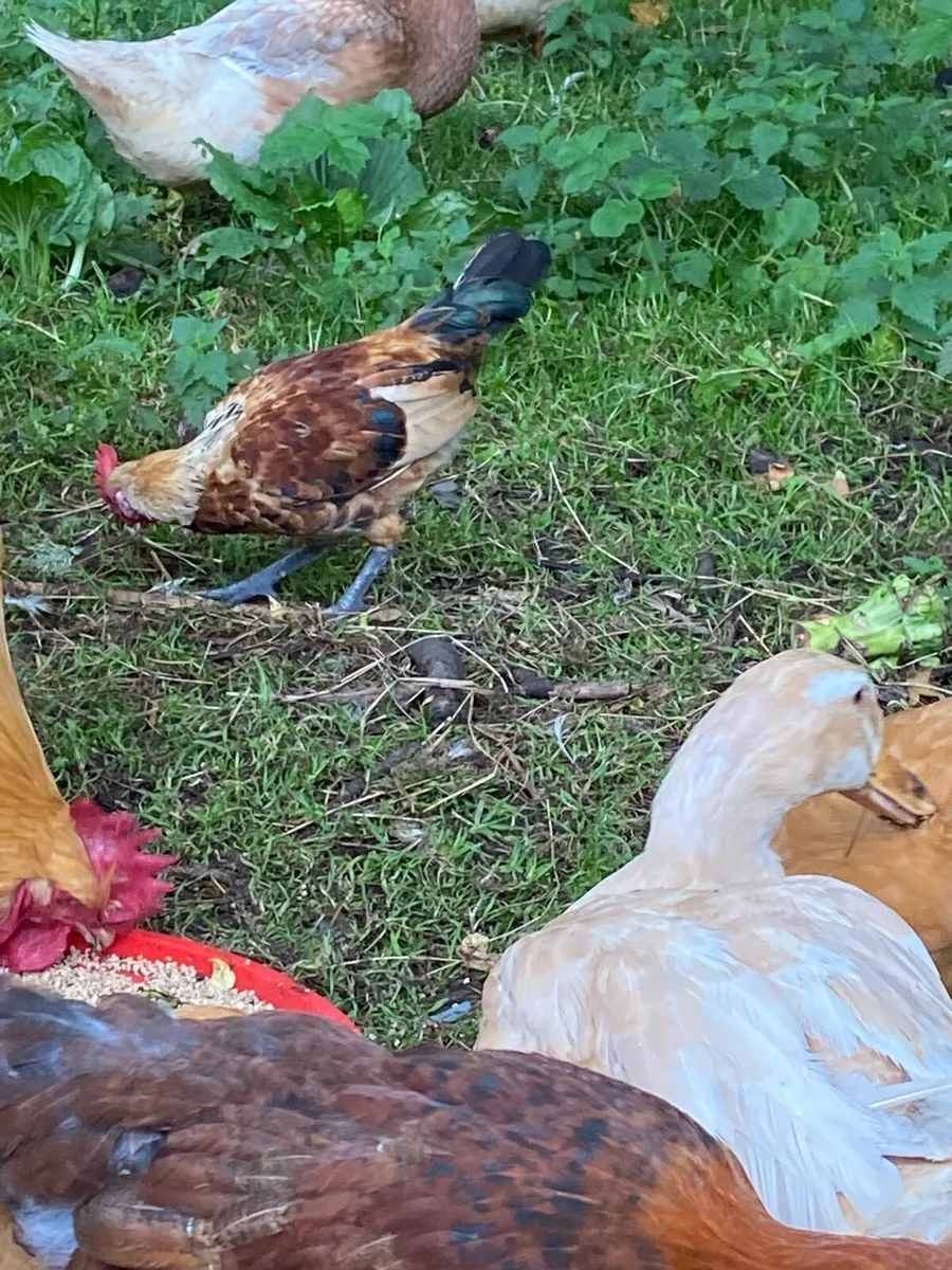 Ducks ,hens ,guineas, - Image 2