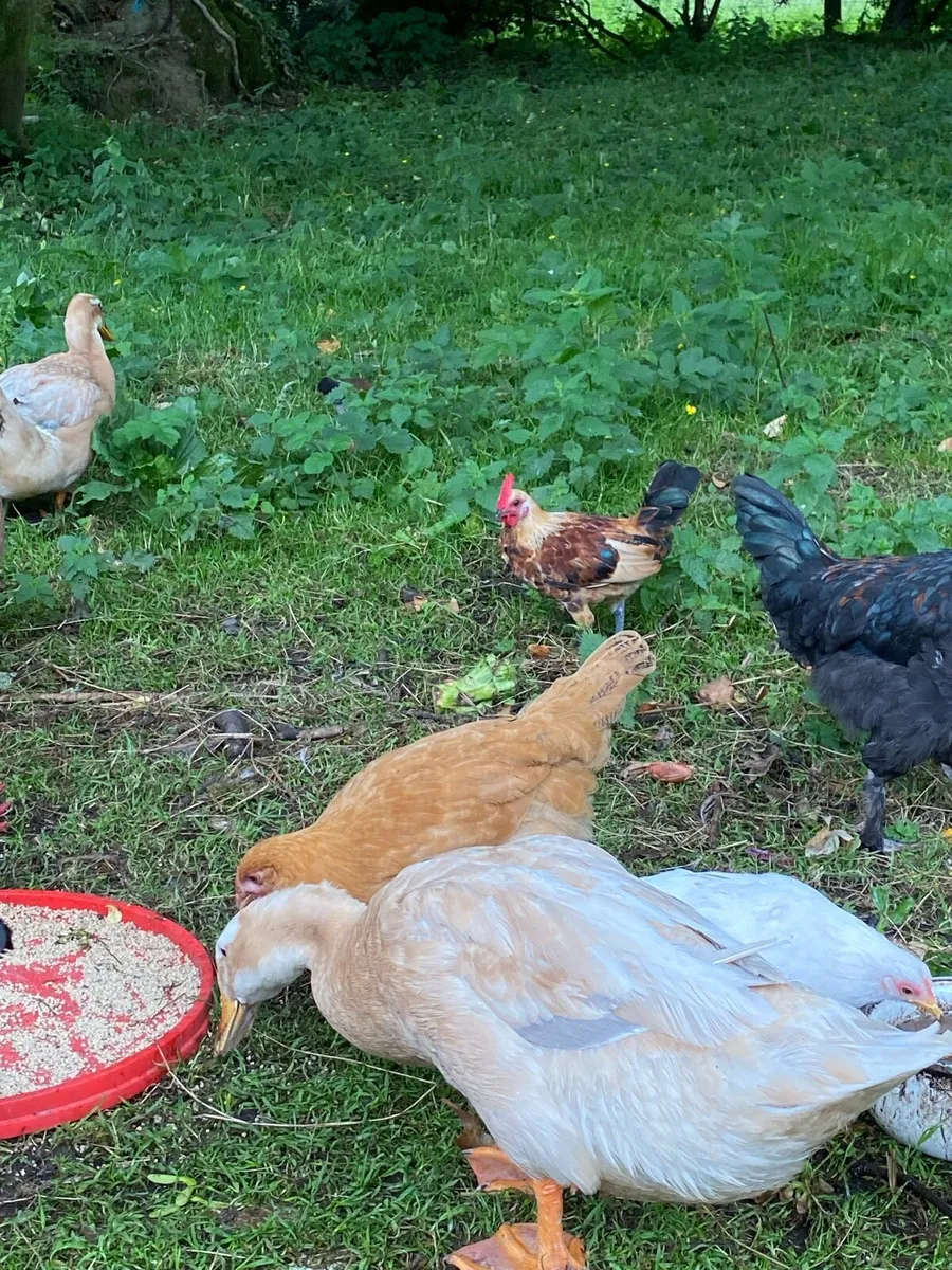 Ducks ,hens ,guineas, - Image 3