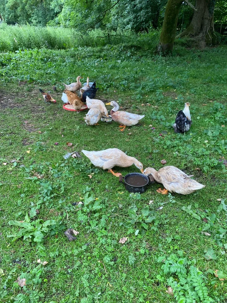 Ducks ,hens ,guineas, - Image 4