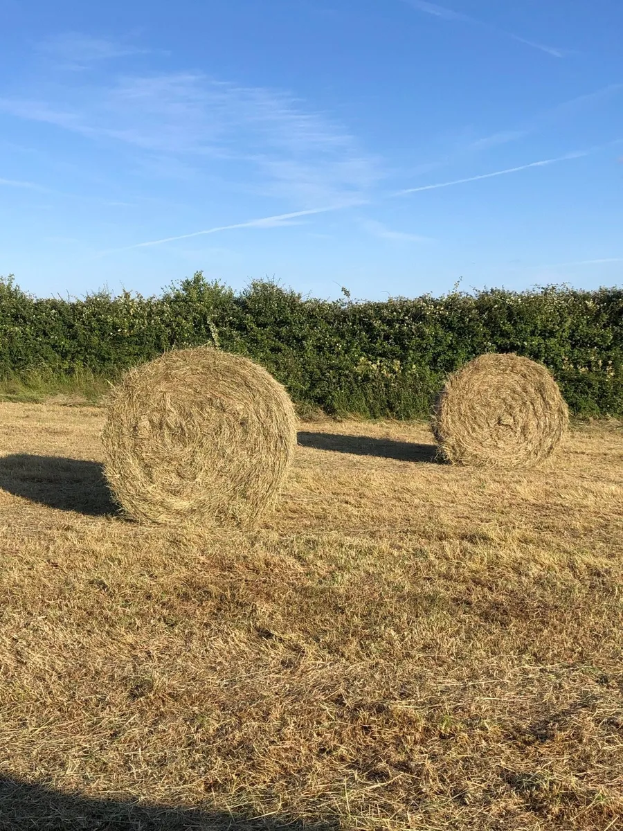 Hay for sale - Image 2