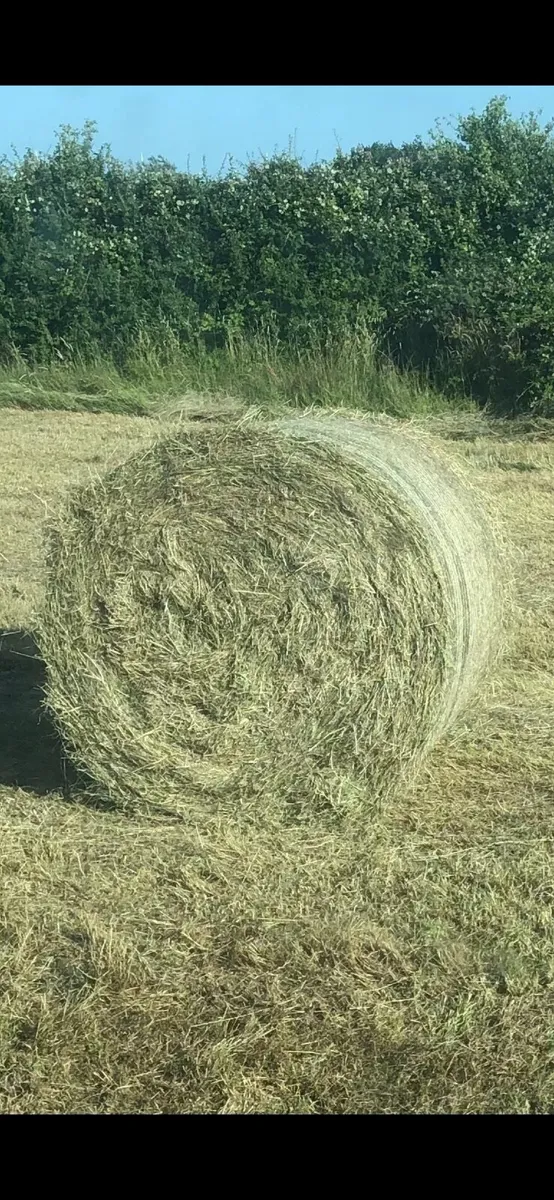 Hay for sale - Image 1