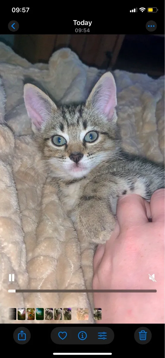 Tabby Kitten - male - Image 2