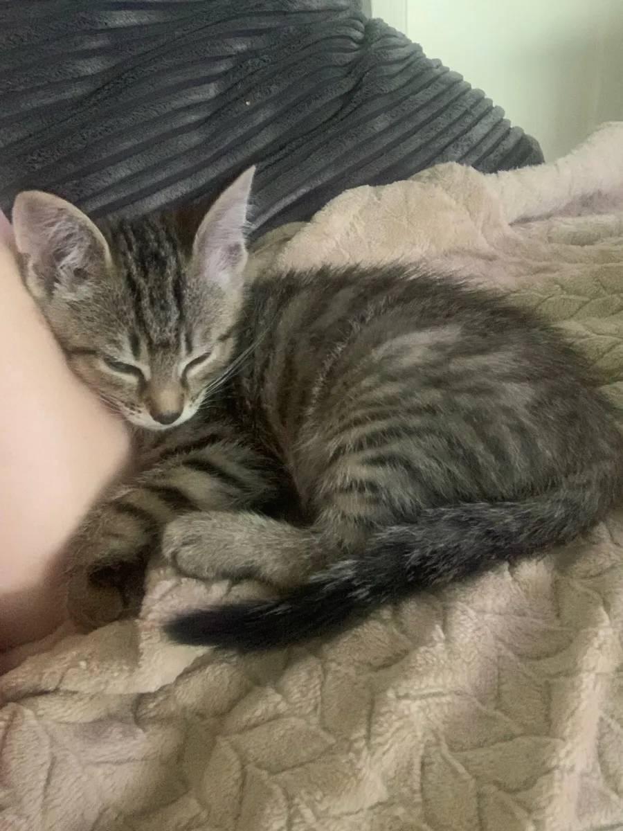 Tabby Kitten - male - Image 3
