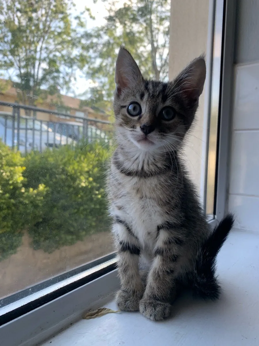 Tabby Kitten - male - Image 4