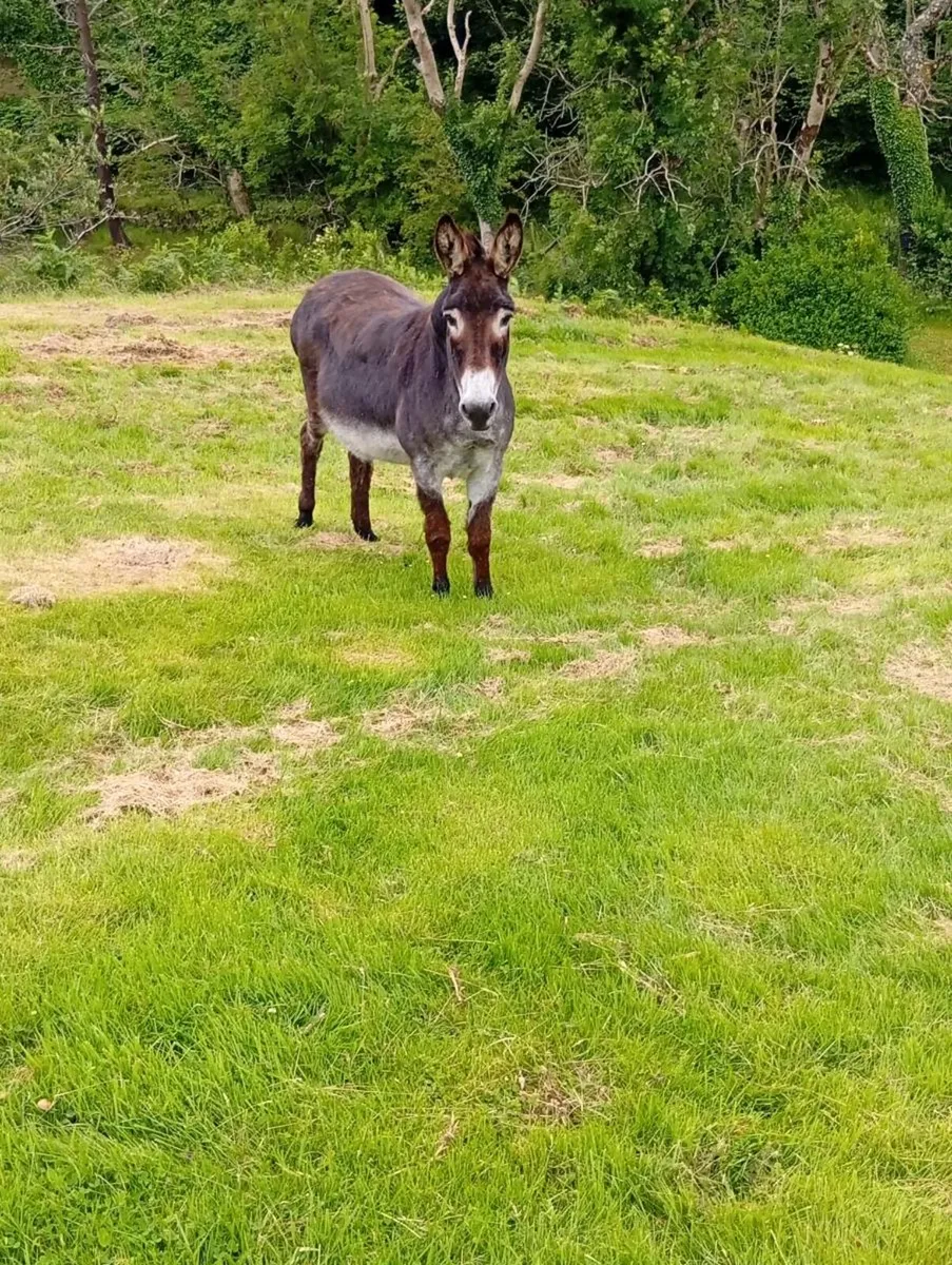 Mare and stallion donkey - Image 1