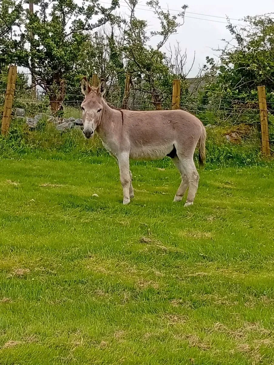 Mare and stallion donkey - Image 2