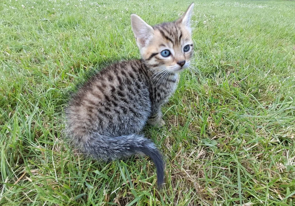 Male Tabby Kitten | UPDATED: 15th JULY - Image 2