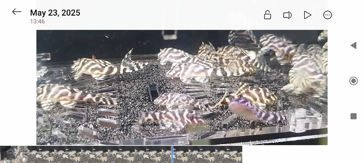 L333 hypan pleco - Image 1