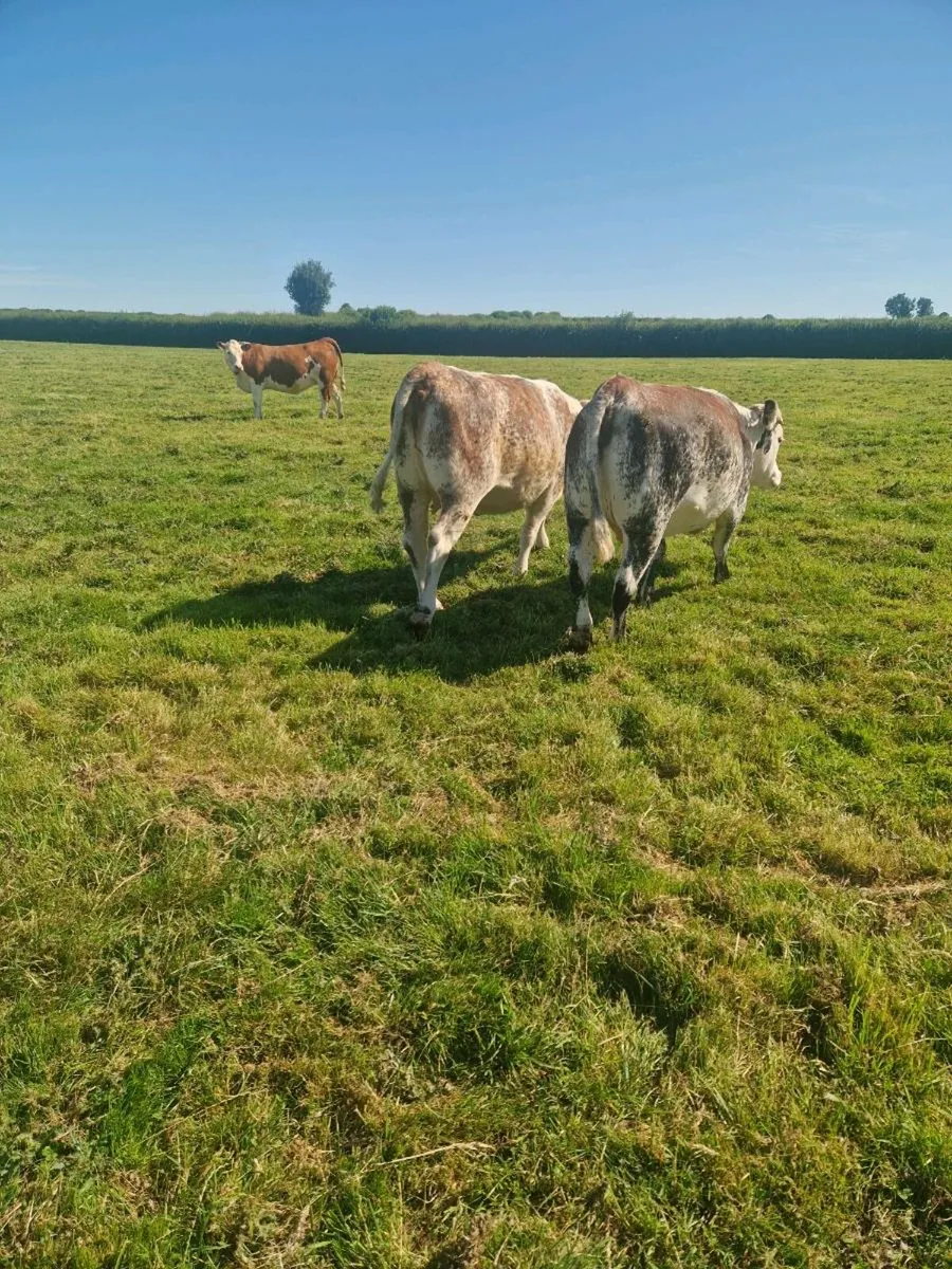 6 Incalf 5 Star Heifers - Image 2