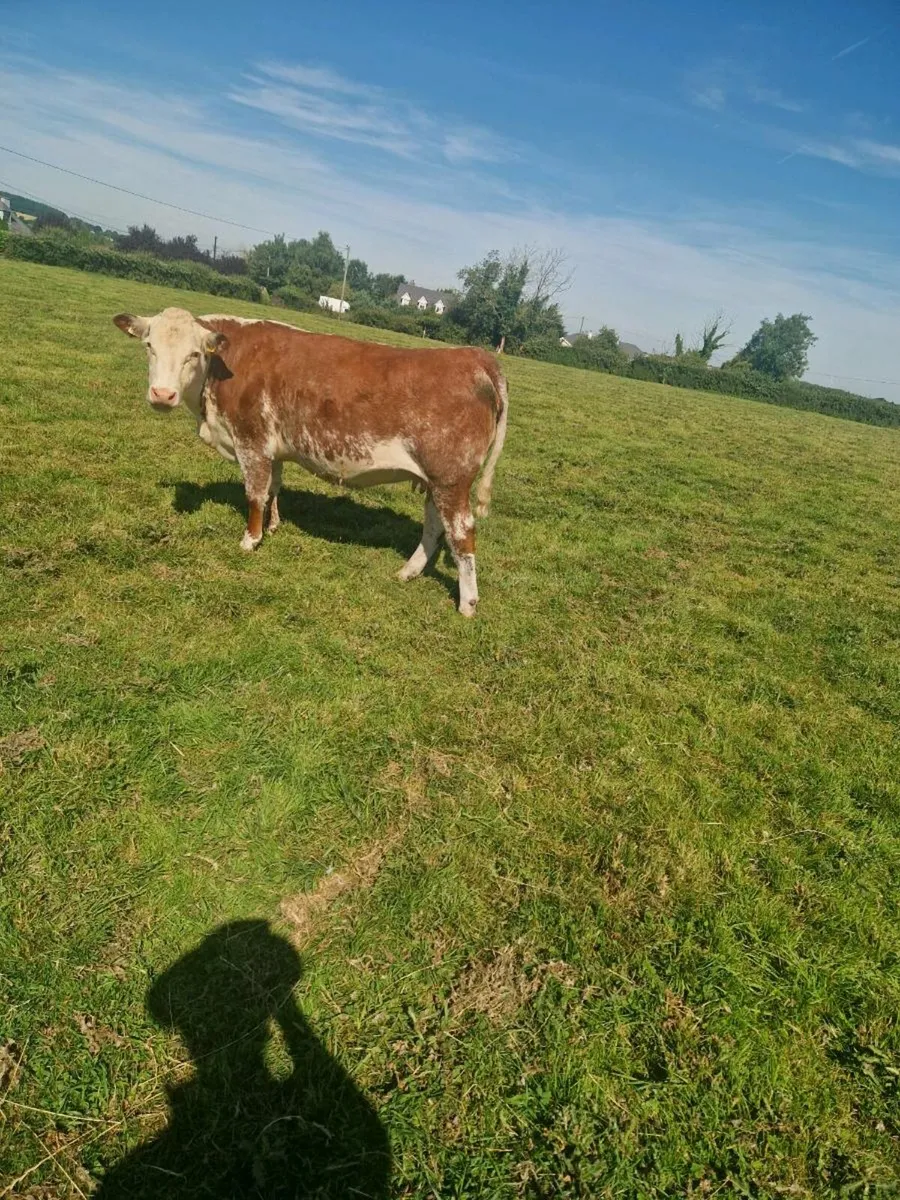 6 Incalf 5 Star Heifers - Image 3