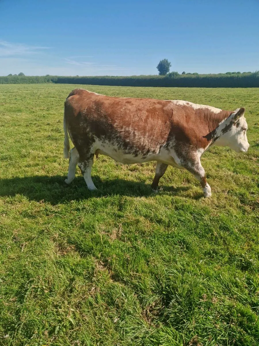 6 Incalf 5 Star Heifers - Image 1