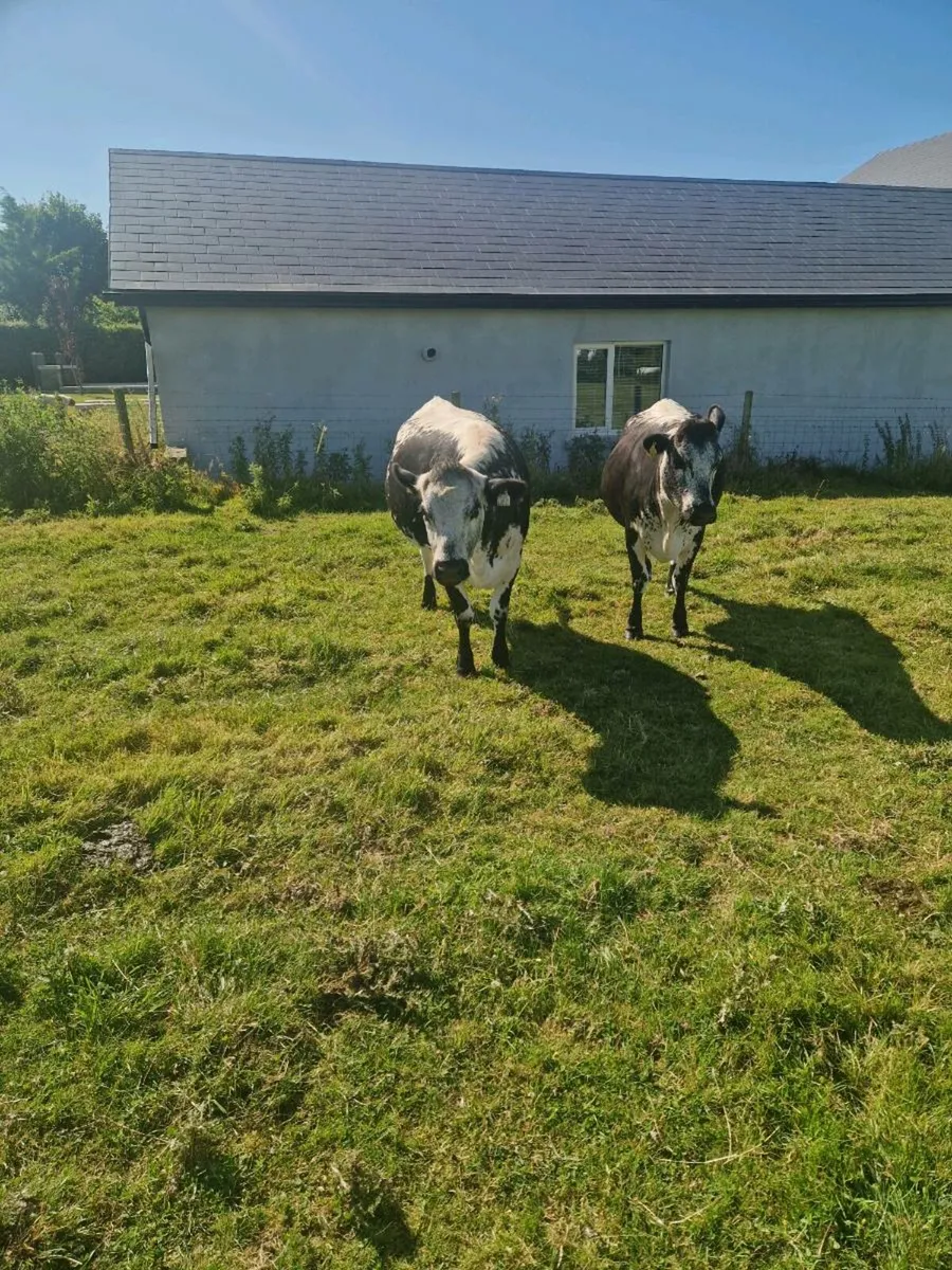 6 Incalf 5 Star Heifers - Image 4