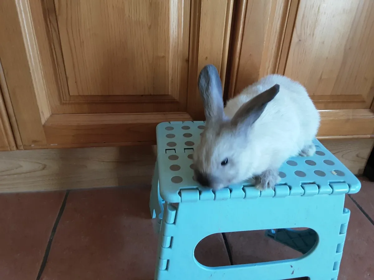 Mini lop, lionhead lop and not lop rabbits - Image 3