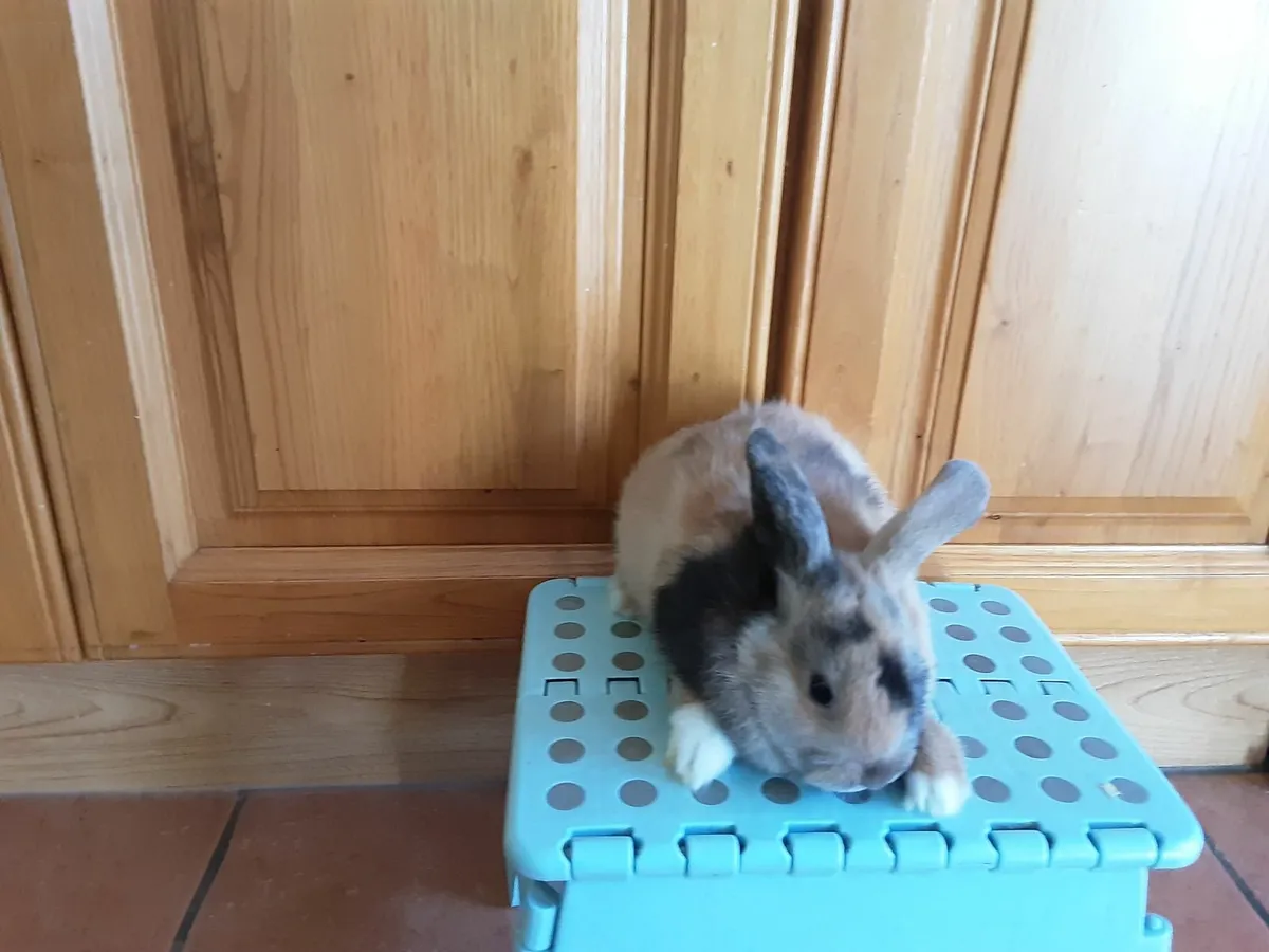 Mini lop, lionhead lop and not lop rabbits - Image 4