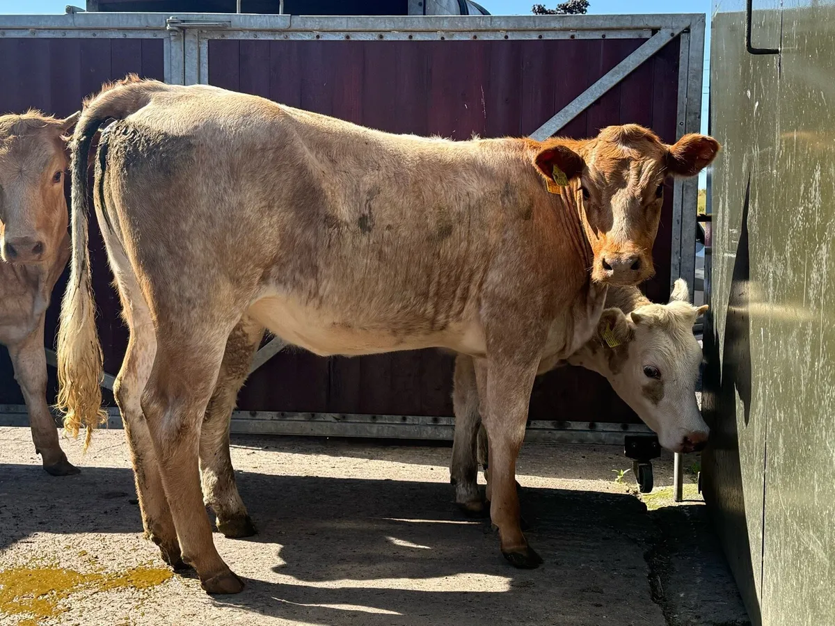 3 Heifers nice cow makers - Image 1