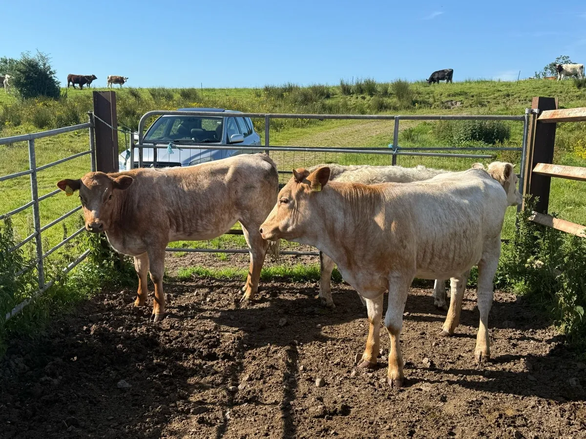 3 Heifers nice cow makers - Image 2